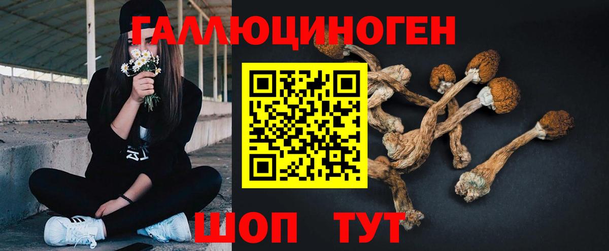 Галлюциногенные грибы Psilocybine cubensis Ртищево